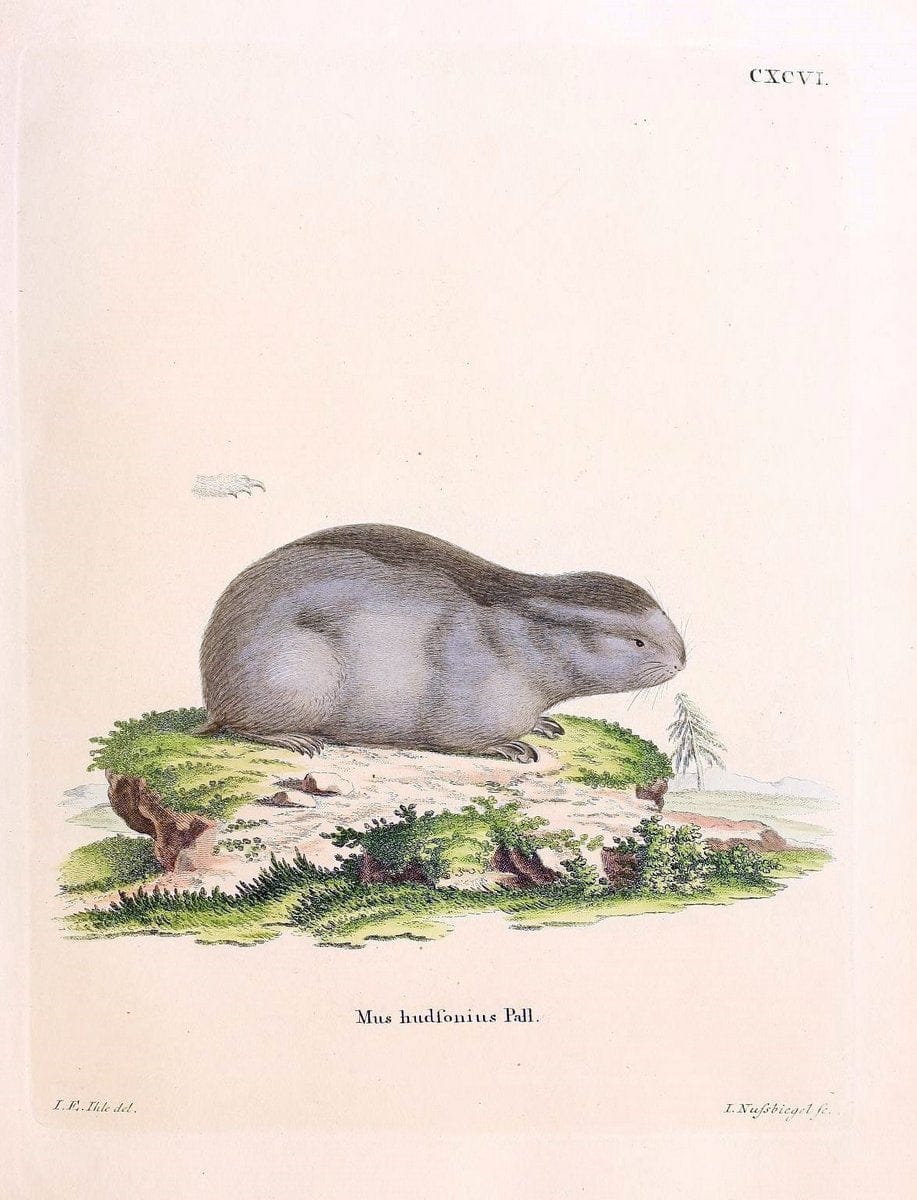 Die SÃ¤ugthiere in Abbildungen nach der Natur /.Erlangen :Expedition des Schreber'schen sÃ¤ugthier- und des Esper'schen Schmetterlingswerkes [etc.,1774]-1846.. |  | Vintage Print Reproduction 473282