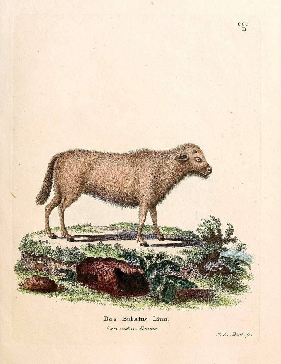 Die SÃ¤ugthiere in Abbildungen nach der Natur /.Erlangen :Expedition des Schreber'schen sÃ¤ugthier- und des Esper'schen Schmetterlingswerkes [etc.,1774]-1846.. |  | Vintage Print Reproduction 473283