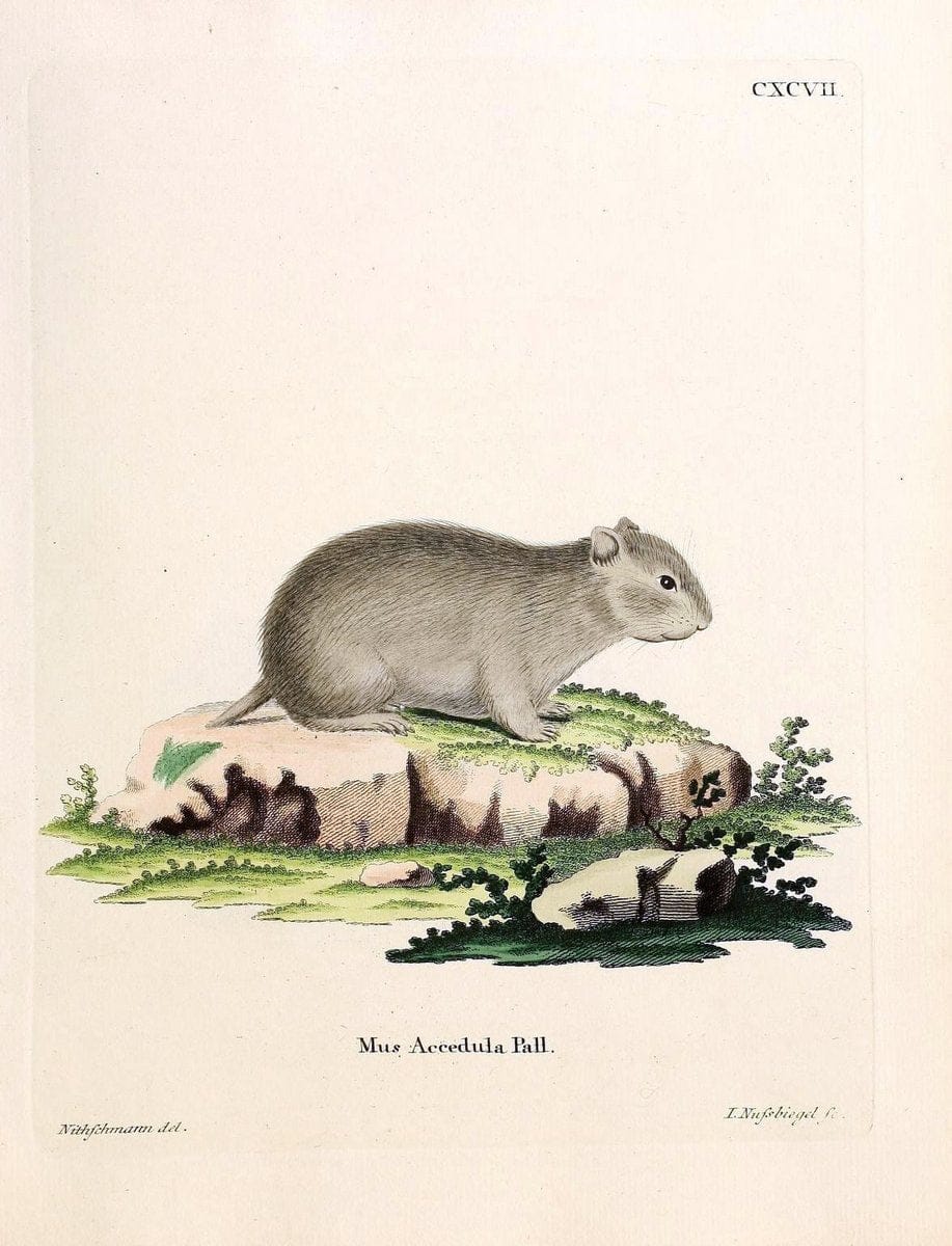 Die SÃ¤ugthiere in Abbildungen nach der Natur /.Erlangen :Expedition des Schreber'schen sÃ¤ugthier- und des Esper'schen Schmetterlingswerkes [etc.,1774]-1846.. |  | Vintage Print Reproduction 473284