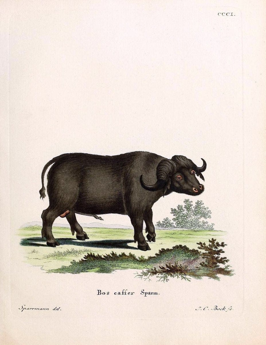 Die SÃ¤ugthiere in Abbildungen nach der Natur /.Erlangen :Expedition des Schreber'schen sÃ¤ugthier- und des Esper'schen Schmetterlingswerkes [etc.,1774]-1846.. |  | Vintage Print Reproduction 473285