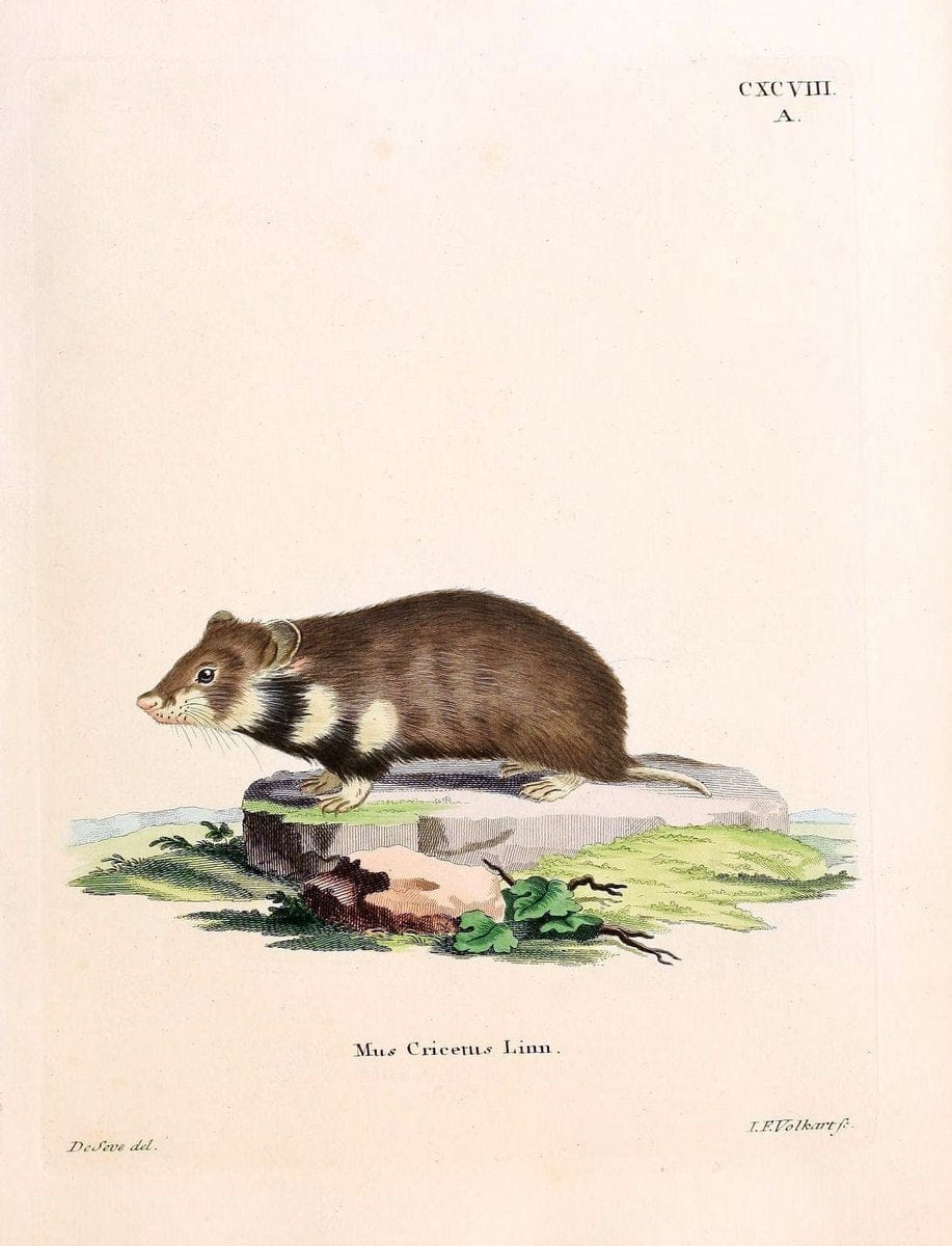 Die SÃ¤ugthiere in Abbildungen nach der Natur /.Erlangen :Expedition des Schreber'schen sÃ¤ugthier- und des Esper'schen Schmetterlingswerkes [etc.,1774]-1846.. |  | Vintage Print Reproduction 473286