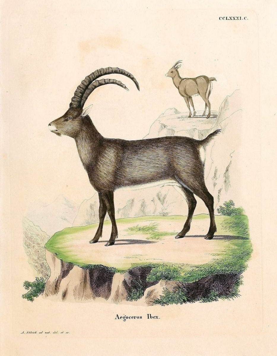 Die SÃ¤ugthiere in Abbildungen nach der Natur /.Erlangen :Expedition des Schreber'schen sÃ¤ugthier- und des Esper'schen Schmetterlingswerkes [etc.,1774]-1846.. |  | Vintage Print Reproduction 473287