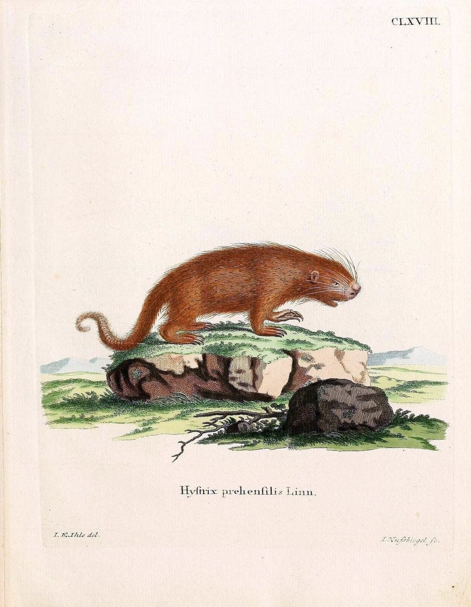 Die SÃ¤ugthiere in Abbildungen nach der Natur /.Erlangen :Expedition des Schreber'schen sÃ¤ugthier- und des Esper'schen Schmetterlingswerkes [etc.,1774]-1846.. |  | Vintage Print Reproduction 473288