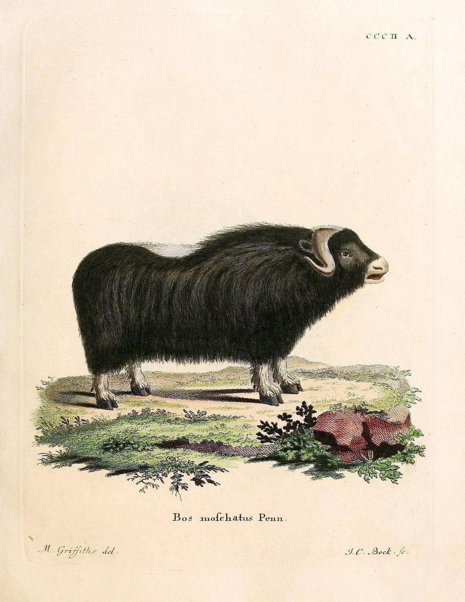 Die SÃ¤ugthiere in Abbildungen nach der Natur /.Erlangen :Expedition des Schreber'schen sÃ¤ugthier- und des Esper'schen Schmetterlingswerkes [etc.,1774]-1846.. |  | Vintage Print Reproduction 473289