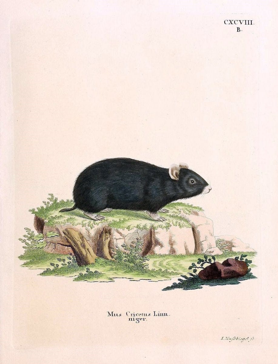 Die SÃ¤ugthiere in Abbildungen nach der Natur /.Erlangen :Expedition des Schreber'schen sÃ¤ugthier- und des Esper'schen Schmetterlingswerkes [etc.,1774]-1846.. |  | Vintage Print Reproduction 473290