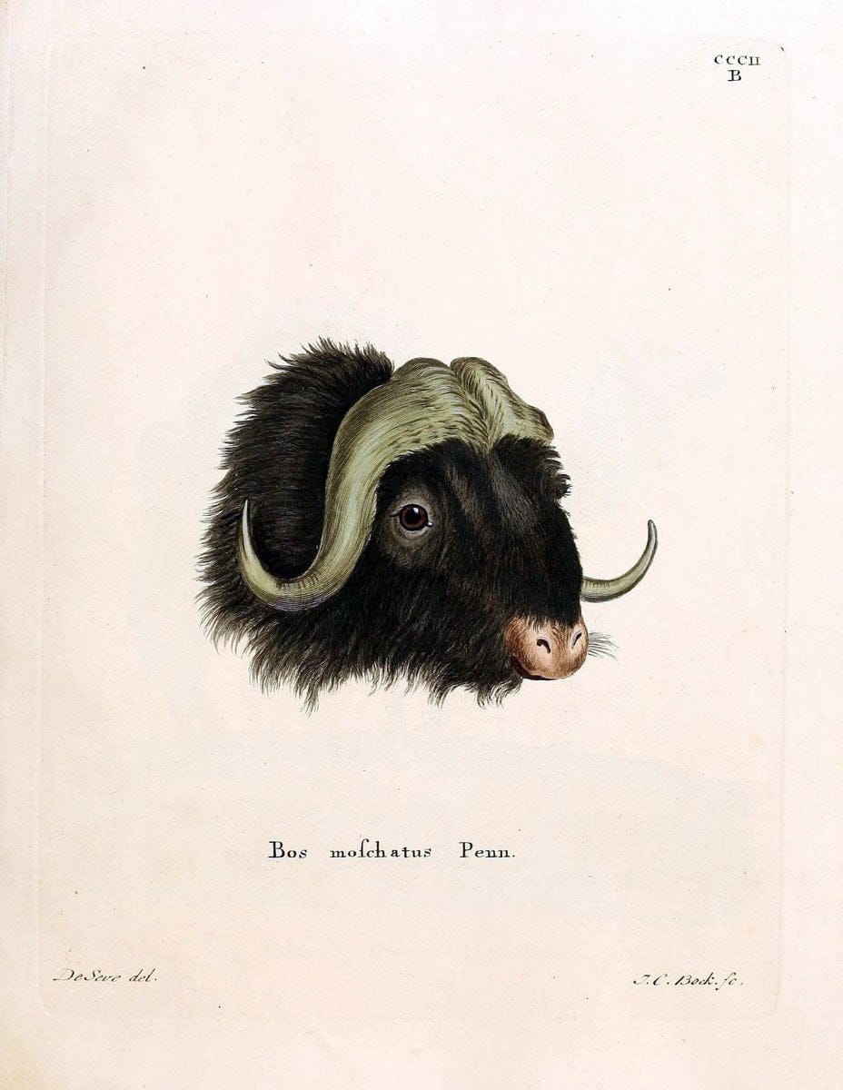 Die SÃ¤ugthiere in Abbildungen nach der Natur /.Erlangen :Expedition des Schreber'schen sÃ¤ugthier- und des Esper'schen Schmetterlingswerkes [etc.,1774]-1846.. |  | Vintage Print Reproduction 473291