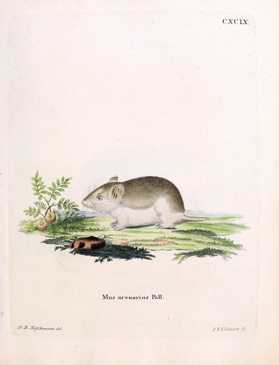 Die SÃ¤ugthiere in Abbildungen nach der Natur /.Erlangen :Expedition des Schreber'schen sÃ¤ugthier- und des Esper'schen Schmetterlingswerkes [etc.,1774]-1846.. |  | Vintage Print Reproduction 473292