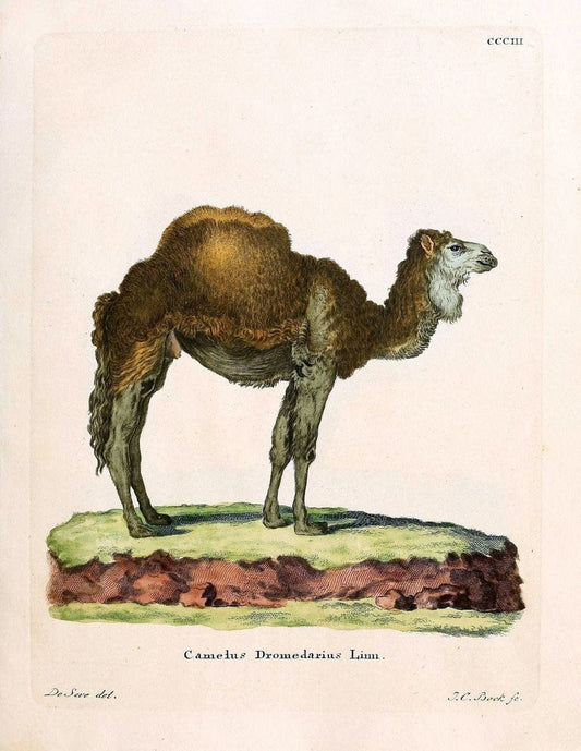 Die SÃ¤ugthiere in Abbildungen nach der Natur /.Erlangen :Expedition des Schreber'schen sÃ¤ugthier- und des Esper'schen Schmetterlingswerkes [etc.,1774]-1846.. |  | Vintage Print Reproduction 473293