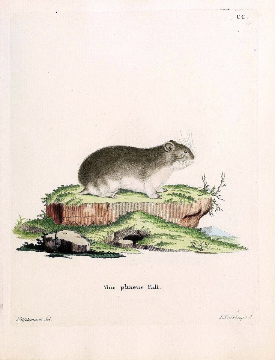 Die SÃ¤ugthiere in Abbildungen nach der Natur /.Erlangen :Expedition des Schreber'schen sÃ¤ugthier- und des Esper'schen Schmetterlingswerkes [etc.,1774]-1846.. |  | Vintage Print Reproduction 473294