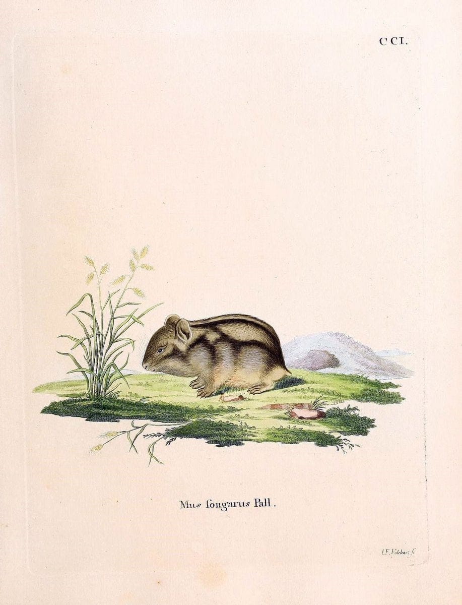 Die SÃ¤ugthiere in Abbildungen nach der Natur /.Erlangen :Expedition des Schreber'schen sÃ¤ugthier- und des Esper'schen Schmetterlingswerkes [etc.,1774]-1846.. |  | Vintage Print Reproduction 473296