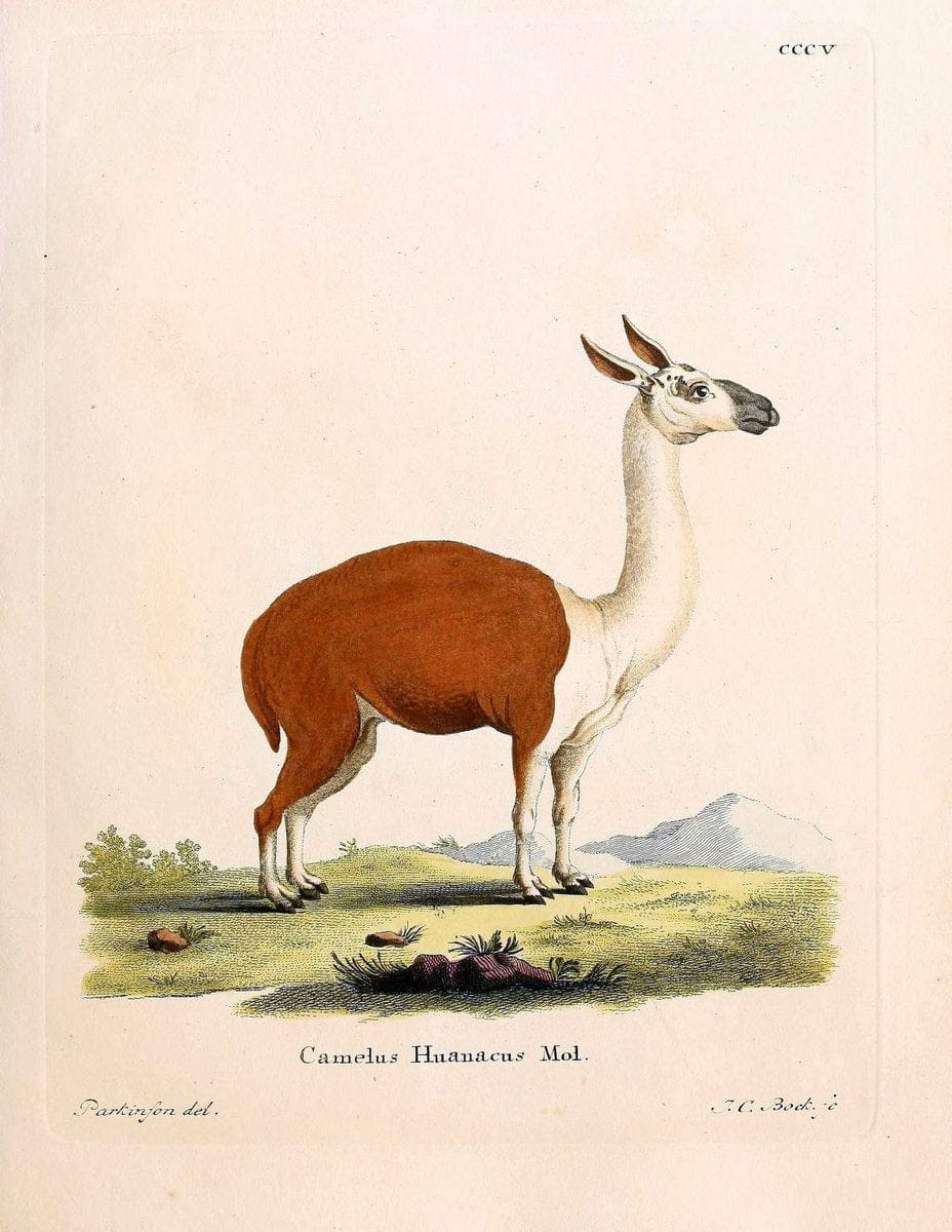 Die SÃ¤ugthiere in Abbildungen nach der Natur /.Erlangen :Expedition des Schreber'schen sÃ¤ugthier- und des Esper'schen Schmetterlingswerkes [etc.,1774]-1846.. |  | Vintage Print Reproduction 473297