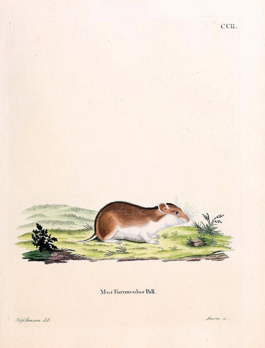 Die SÃ¤ugthiere in Abbildungen nach der Natur /.Erlangen :Expedition des Schreber'schen sÃ¤ugthier- und des Esper'schen Schmetterlingswerkes [etc.,1774]-1846.. |  | Vintage Print Reproduction 473298