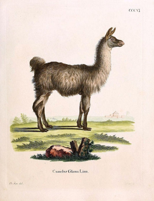 Die SÃ¤ugthiere in Abbildungen nach der Natur /.Erlangen :Expedition des Schreber'schen sÃ¤ugthier- und des Esper'schen Schmetterlingswerkes [etc.,1774]-1846.. |  | Vintage Print Reproduction 473299