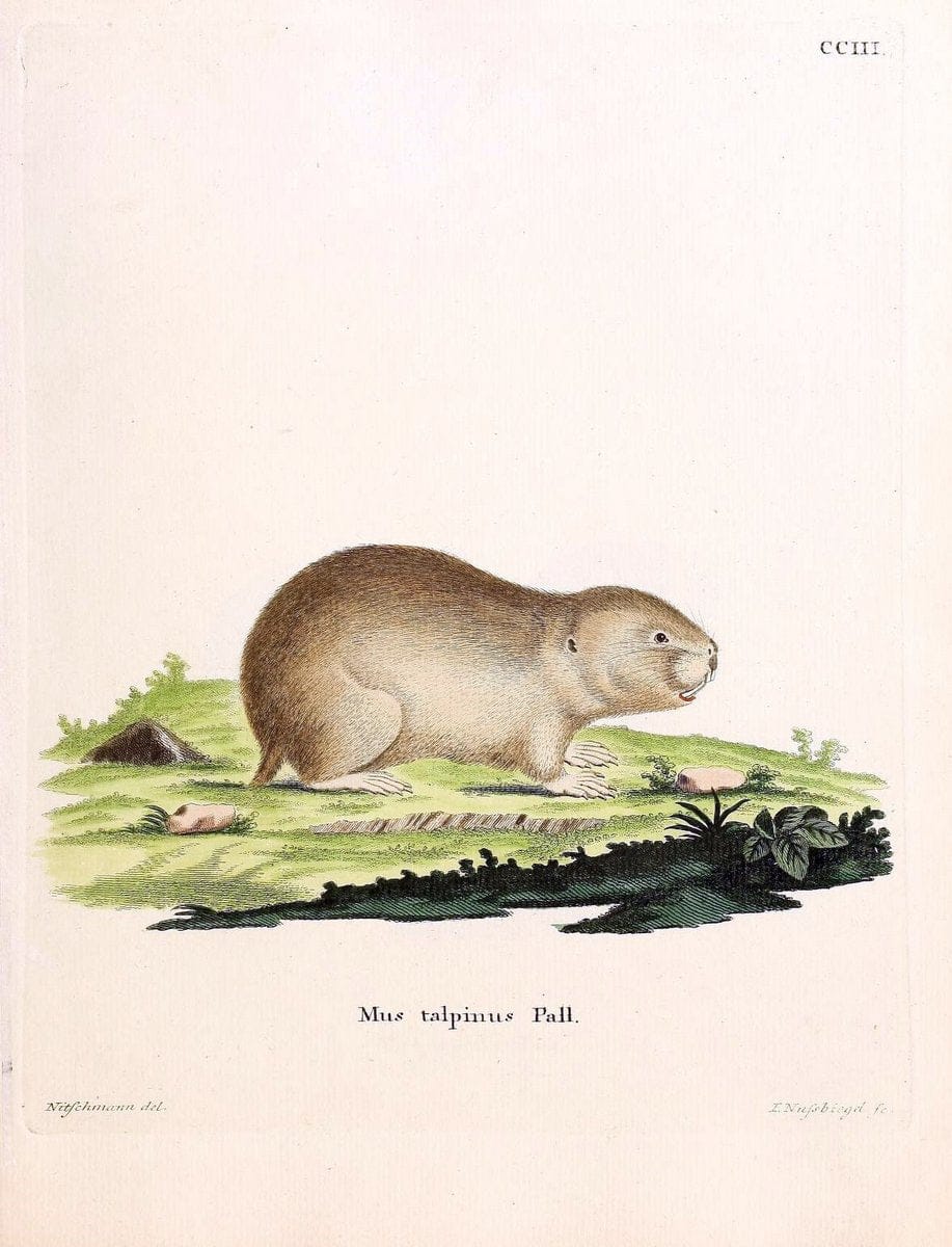 Die SÃ¤ugthiere in Abbildungen nach der Natur /.Erlangen :Expedition des Schreber'schen sÃ¤ugthier- und des Esper'schen Schmetterlingswerkes [etc.,1774]-1846.. |  | Vintage Print Reproduction 473300