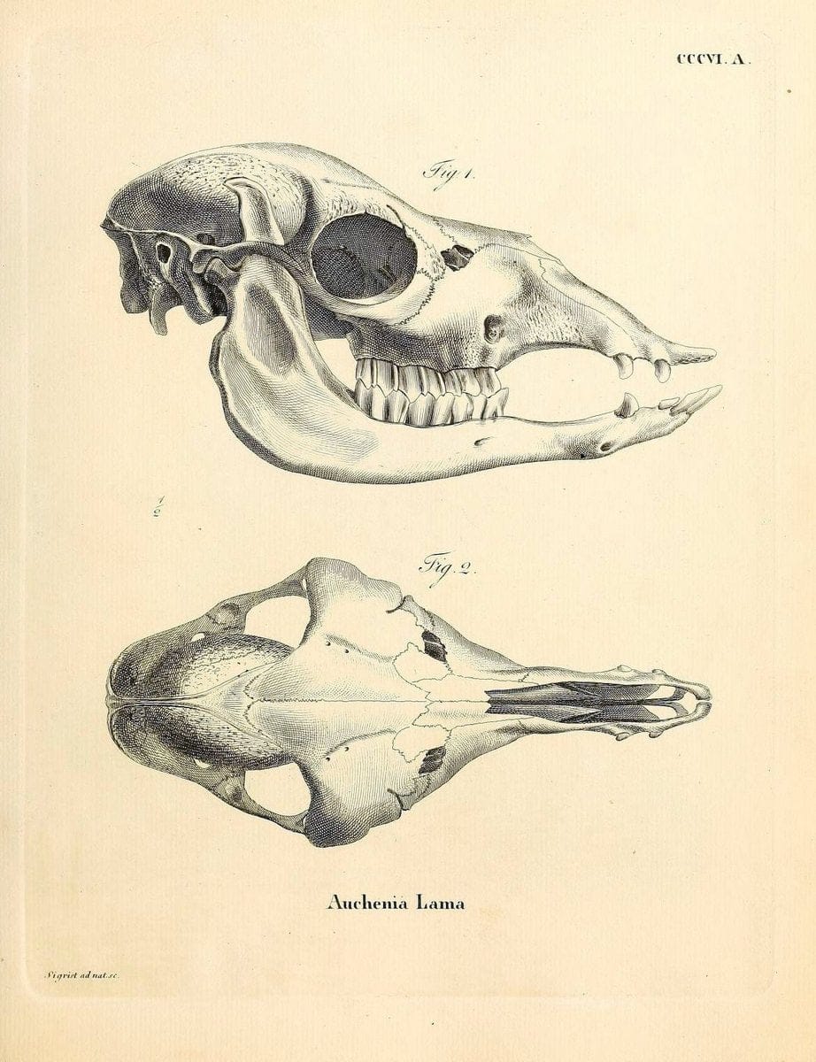 Die SÃ¤ugthiere in Abbildungen nach der Natur /.Erlangen :Expedition des Schreber'schen sÃ¤ugthier- und des Esper'schen Schmetterlingswerkes [etc.,1774]-1846.. |  | Vintage Print Reproduction 473301