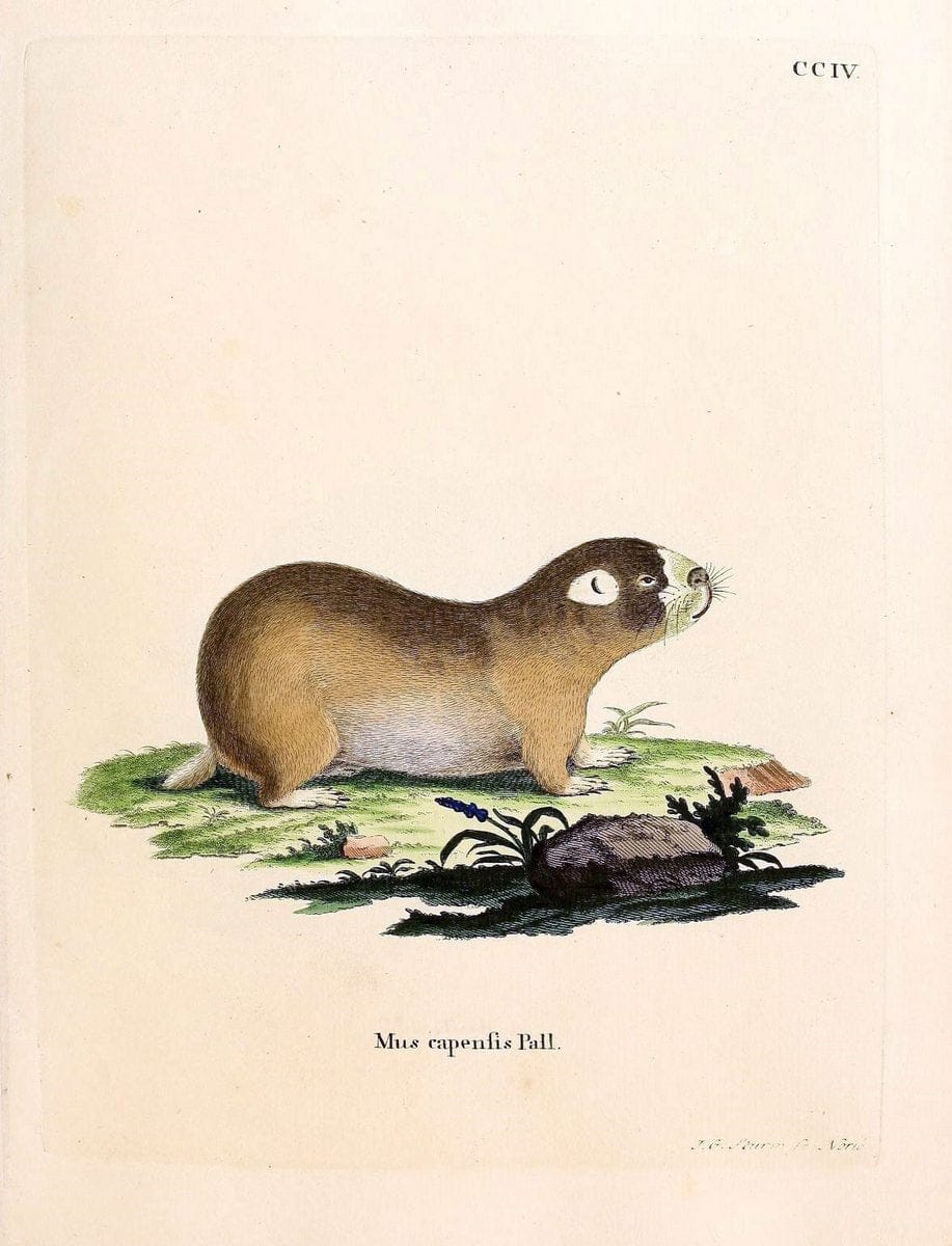 Die SÃ¤ugthiere in Abbildungen nach der Natur /.Erlangen :Expedition des Schreber'schen sÃ¤ugthier- und des Esper'schen Schmetterlingswerkes [etc.,1774]-1846.. |  | Vintage Print Reproduction 473302