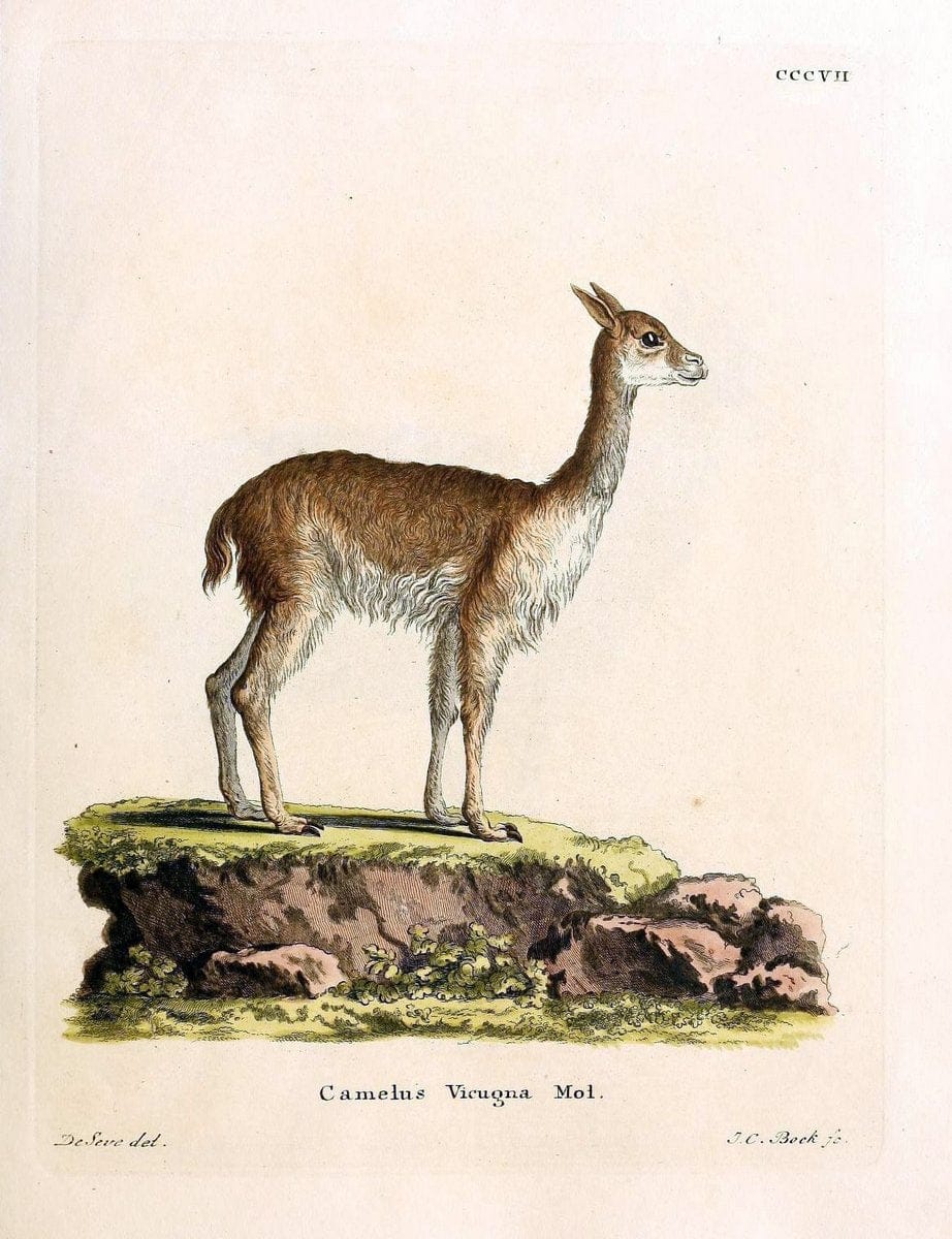Die SÃ¤ugthiere in Abbildungen nach der Natur /.Erlangen :Expedition des Schreber'schen sÃ¤ugthier- und des Esper'schen Schmetterlingswerkes [etc.,1774]-1846.. |  | Vintage Print Reproduction 473303