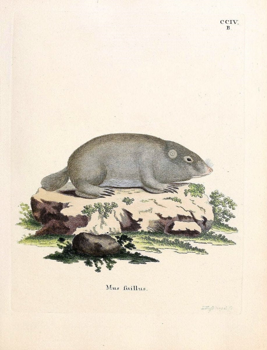 Die SÃ¤ugthiere in Abbildungen nach der Natur /.Erlangen :Expedition des Schreber'schen sÃ¤ugthier- und des Esper'schen Schmetterlingswerkes [etc.,1774]-1846.. |  | Vintage Print Reproduction 473304