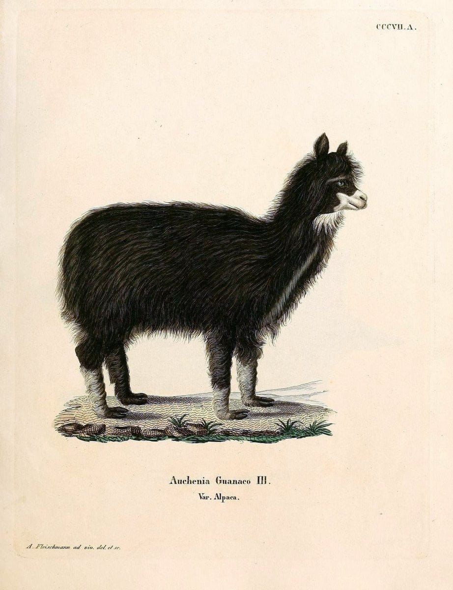 Die SÃ¤ugthiere in Abbildungen nach der Natur /.Erlangen :Expedition des Schreber'schen sÃ¤ugthier- und des Esper'schen Schmetterlingswerkes [etc.,1774]-1846.. |  | Vintage Print Reproduction 473305
