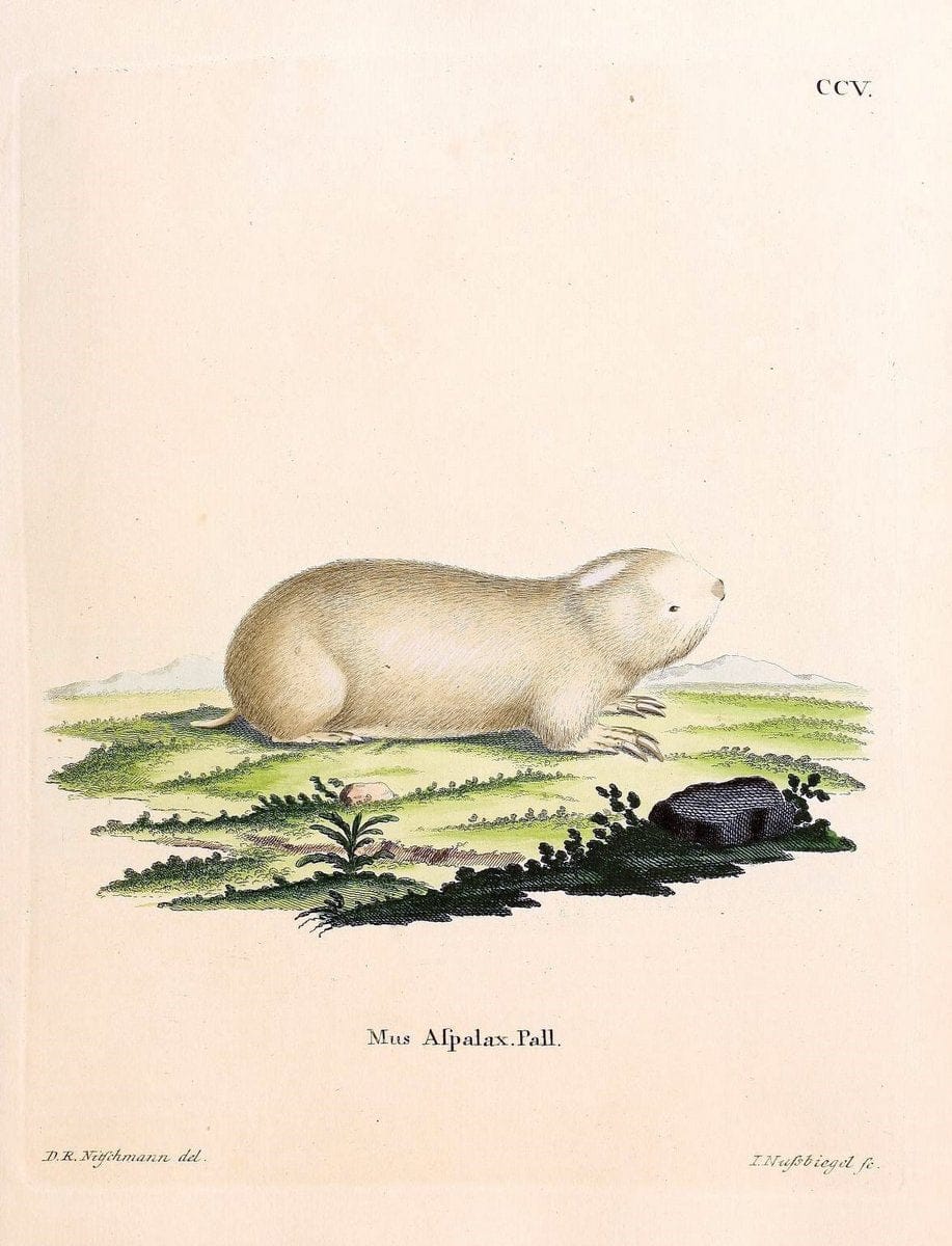Die SÃ¤ugthiere in Abbildungen nach der Natur /.Erlangen :Expedition des Schreber'schen sÃ¤ugthier- und des Esper'schen Schmetterlingswerkes [etc.,1774]-1846.. |  | Vintage Print Reproduction 473306