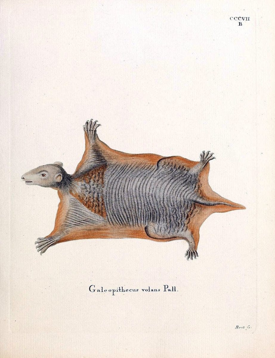 Die SÃ¤ugthiere in Abbildungen nach der Natur /.Erlangen :Expedition des Schreber'schen sÃ¤ugthier- und des Esper'schen Schmetterlingswerkes [etc.,1774]-1846.. |  | Vintage Print Reproduction 473307