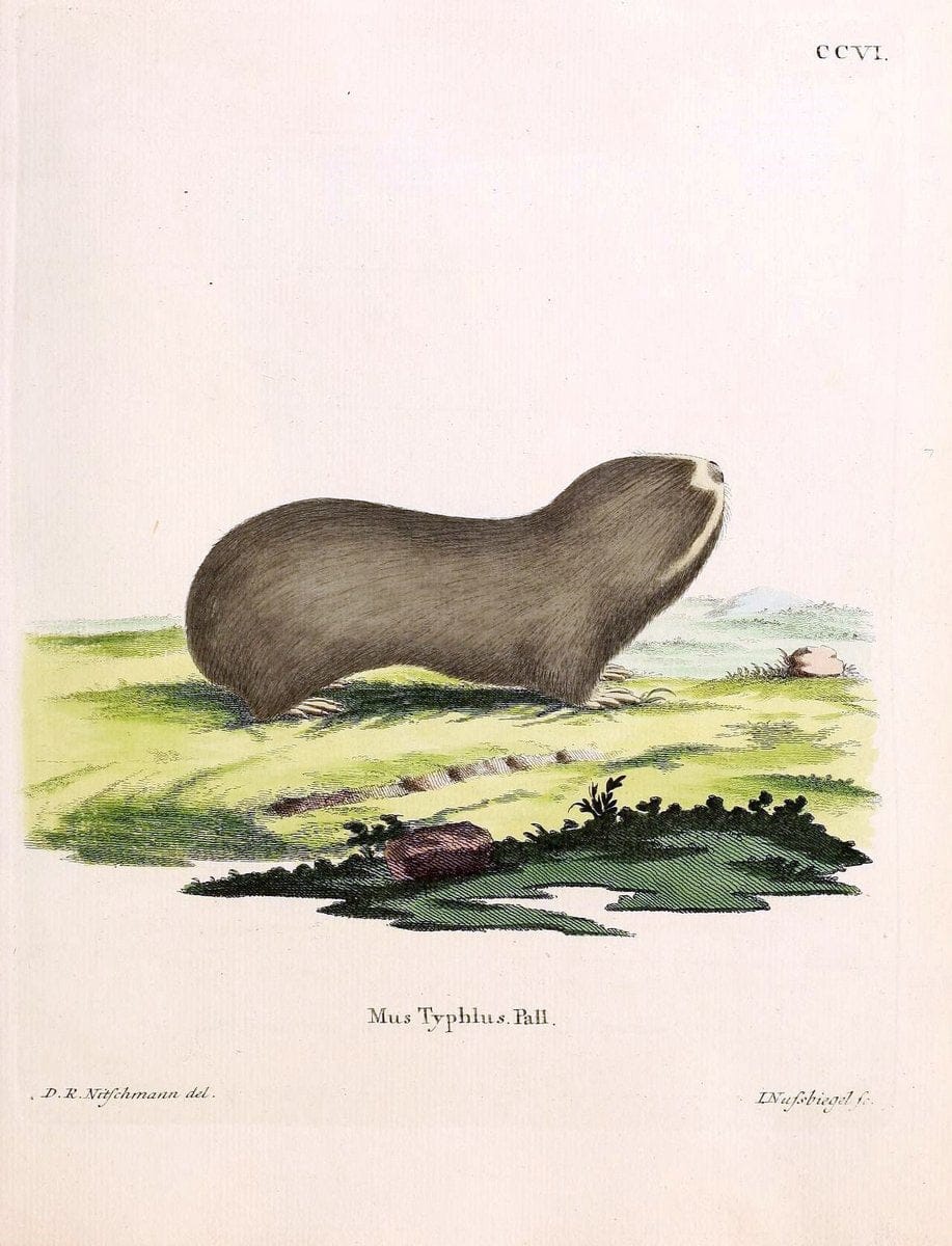 Die SÃ¤ugthiere in Abbildungen nach der Natur /.Erlangen :Expedition des Schreber'schen sÃ¤ugthier- und des Esper'schen Schmetterlingswerkes [etc.,1774]-1846.. |  | Vintage Print Reproduction 473308