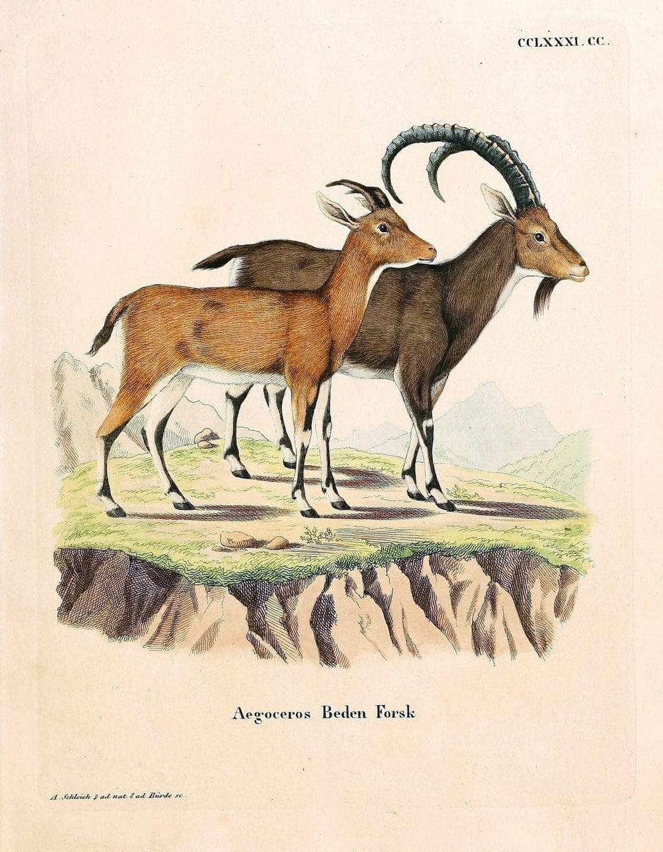 Die SÃ¤ugthiere in Abbildungen nach der Natur /.Erlangen :Expedition des Schreber'schen sÃ¤ugthier- und des Esper'schen Schmetterlingswerkes [etc.,1774]-1846.. |  | Vintage Print Reproduction 473309