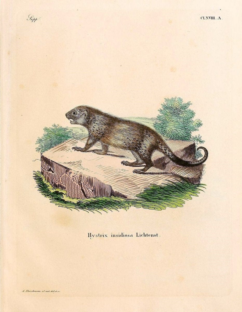 Die SÃ¤ugthiere in Abbildungen nach der Natur /.Erlangen :Expedition des Schreber'schen sÃ¤ugthier- und des Esper'schen Schmetterlingswerkes [etc.,1774]-1846.. |  | Vintage Print Reproduction 473310