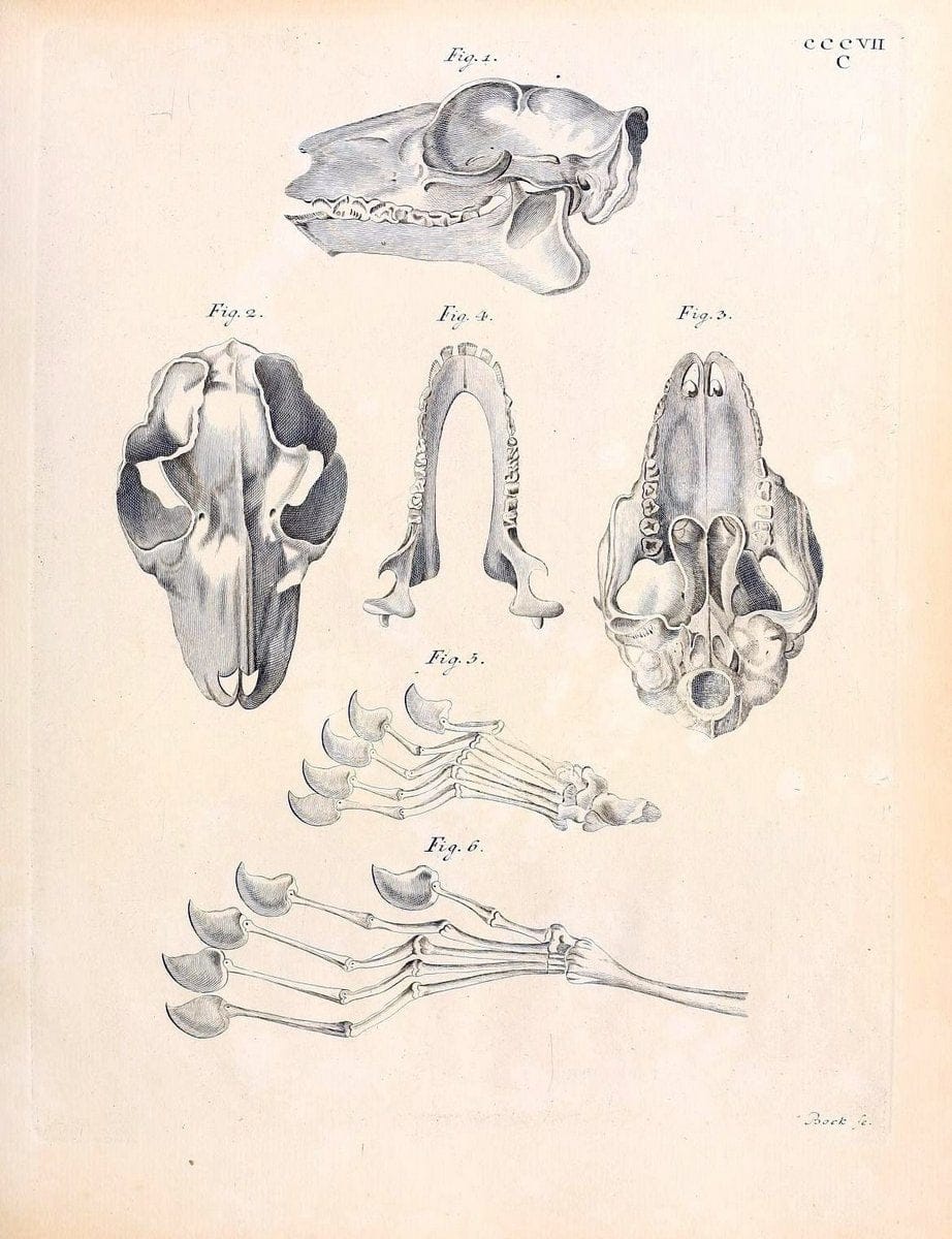 Die SÃ¤ugthiere in Abbildungen nach der Natur /.Erlangen :Expedition des Schreber'schen sÃ¤ugthier- und des Esper'schen Schmetterlingswerkes [etc.,1774]-1846.. |  | Vintage Print Reproduction 473311