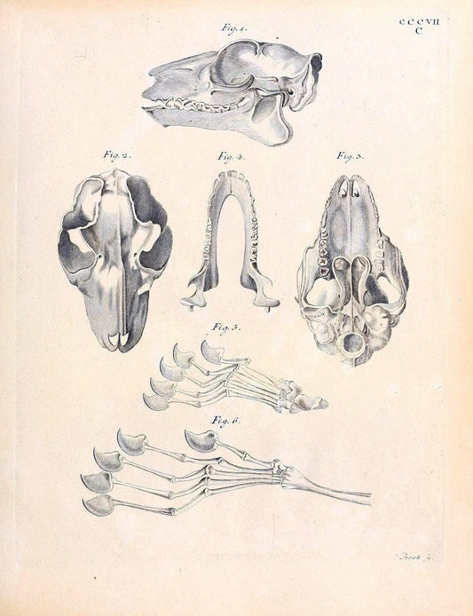 Die SÃ¤ugthiere in Abbildungen nach der Natur /.Erlangen :Expedition des Schreber'schen sÃ¤ugthier- und des Esper'schen Schmetterlingswerkes [etc.,1774]-1846.. |  | Vintage Print Reproduction 473311