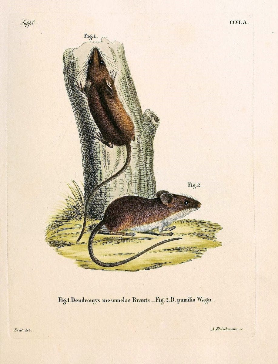 Die SÃ¤ugthiere in Abbildungen nach der Natur /.Erlangen :Expedition des Schreber'schen sÃ¤ugthier- und des Esper'schen Schmetterlingswerkes [etc.,1774]-1846.. |  | Vintage Print Reproduction 473312