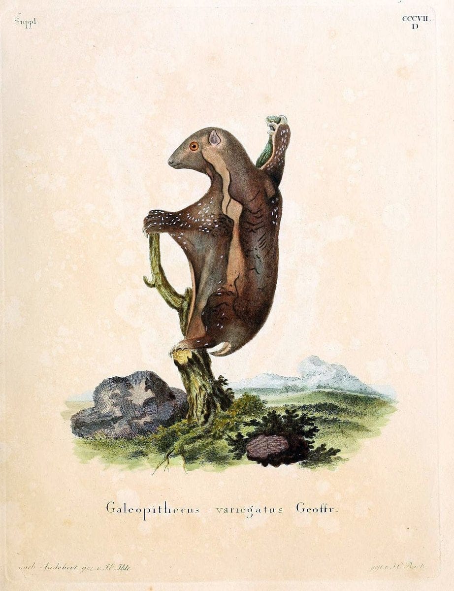 Die SÃ¤ugthiere in Abbildungen nach der Natur /.Erlangen :Expedition des Schreber'schen sÃ¤ugthier- und des Esper'schen Schmetterlingswerkes [etc.,1774]-1846.. |  | Vintage Print Reproduction 473313