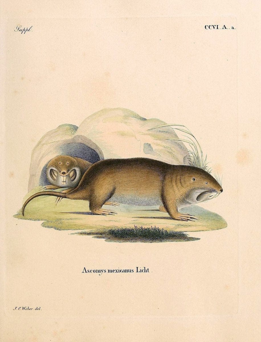 Die SÃ¤ugthiere in Abbildungen nach der Natur /.Erlangen :Expedition des Schreber'schen sÃ¤ugthier- und des Esper'schen Schmetterlingswerkes [etc.,1774]-1846.. |  | Vintage Print Reproduction 473314