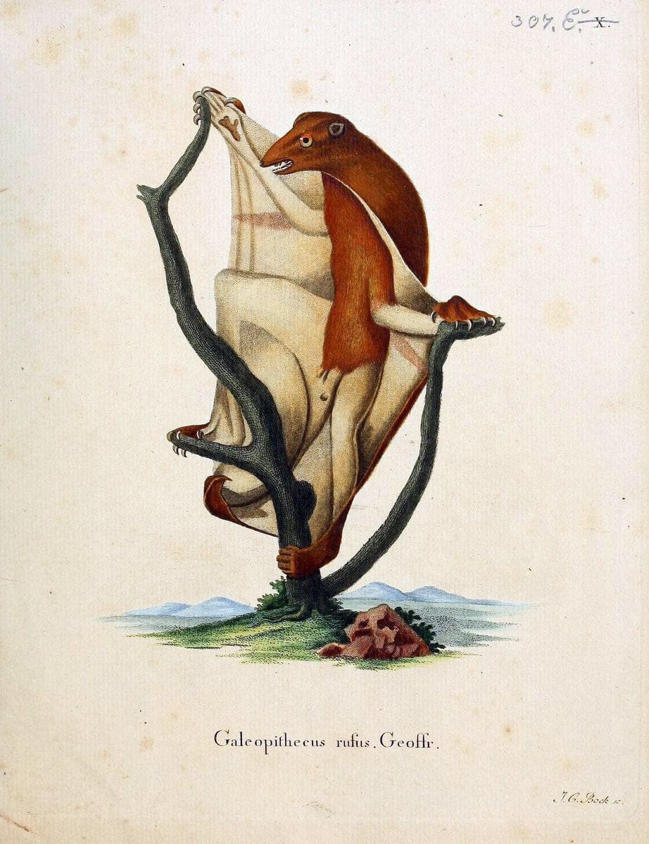 Die SÃ¤ugthiere in Abbildungen nach der Natur /.Erlangen :Expedition des Schreber'schen sÃ¤ugthier- und des Esper'schen Schmetterlingswerkes [etc.,1774]-1846.. |  | Vintage Print Reproduction 473315