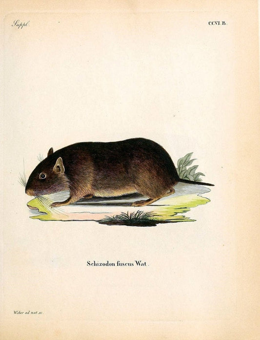 Die SÃ¤ugthiere in Abbildungen nach der Natur /.Erlangen :Expedition des Schreber'schen sÃ¤ugthier- und des Esper'schen Schmetterlingswerkes [etc.,1774]-1846.. |  | Vintage Print Reproduction 473316