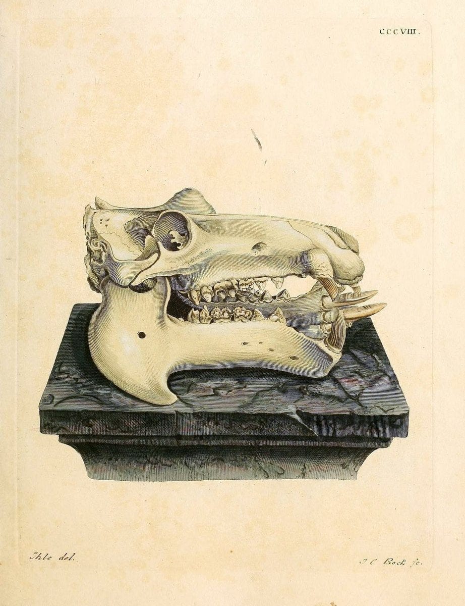 Die SÃ¤ugthiere in Abbildungen nach der Natur /.Erlangen :Expedition des Schreber'schen sÃ¤ugthier- und des Esper'schen Schmetterlingswerkes [etc.,1774]-1846.. |  | Vintage Print Reproduction 473317