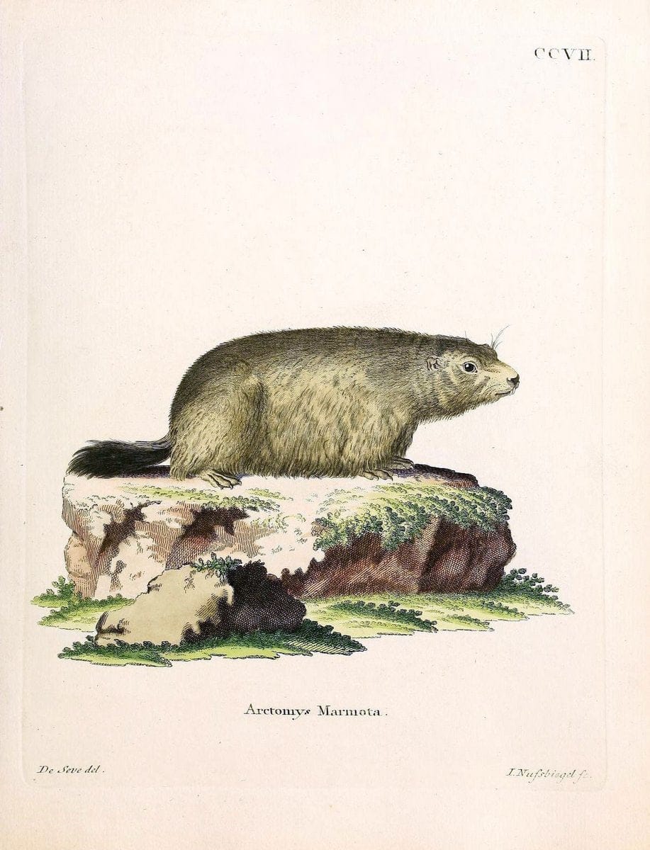 Die SÃ¤ugthiere in Abbildungen nach der Natur /.Erlangen :Expedition des Schreber'schen sÃ¤ugthier- und des Esper'schen Schmetterlingswerkes [etc.,1774]-1846.. |  | Vintage Print Reproduction 473318