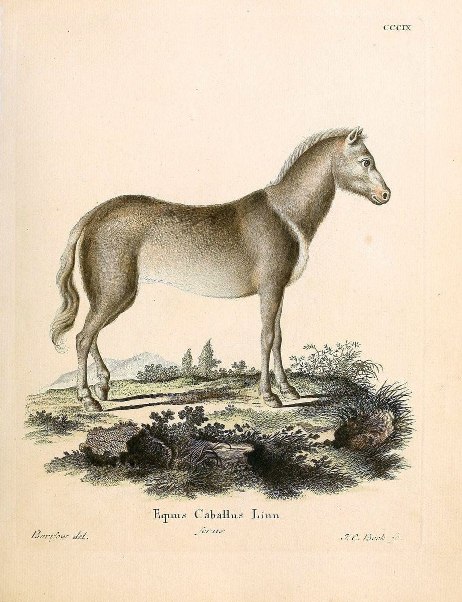 Die SÃ¤ugthiere in Abbildungen nach der Natur /.Erlangen :Expedition des Schreber'schen sÃ¤ugthier- und des Esper'schen Schmetterlingswerkes [etc.,1774]-1846.. |  | Vintage Print Reproduction 473319