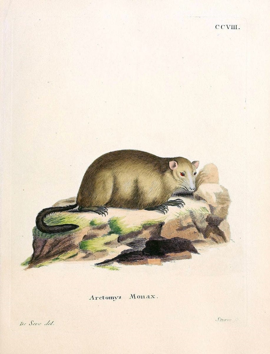Die SÃ¤ugthiere in Abbildungen nach der Natur /.Erlangen :Expedition des Schreber'schen sÃ¤ugthier- und des Esper'schen Schmetterlingswerkes [etc.,1774]-1846.. |  | Vintage Print Reproduction 473320