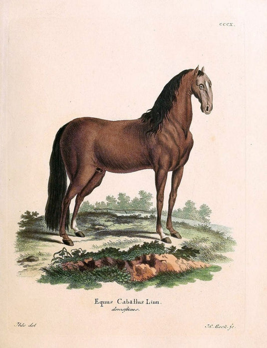 Die SÃ¤ugthiere in Abbildungen nach der Natur /.Erlangen :Expedition des Schreber'schen sÃ¤ugthier- und des Esper'schen Schmetterlingswerkes [etc.,1774]-1846.. |  | Vintage Print Reproduction 473321