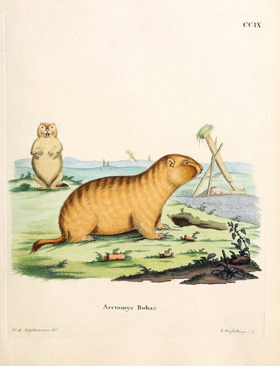Die SÃ¤ugthiere in Abbildungen nach der Natur /.Erlangen :Expedition des Schreber'schen sÃ¤ugthier- und des Esper'schen Schmetterlingswerkes [etc.,1774]-1846.. |  | Vintage Print Reproduction 473322