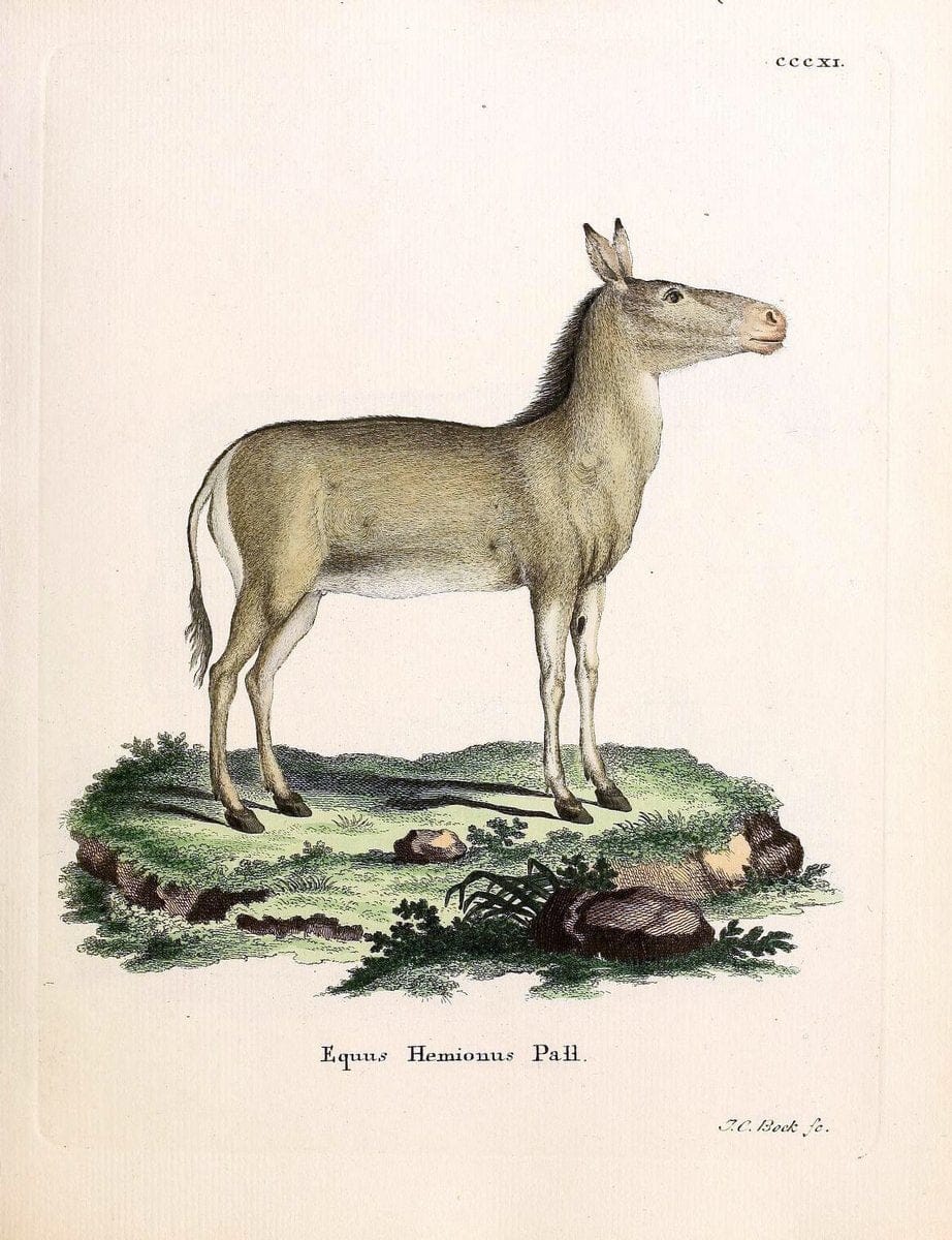 Die SÃ¤ugthiere in Abbildungen nach der Natur /.Erlangen :Expedition des Schreber'schen sÃ¤ugthier- und des Esper'schen Schmetterlingswerkes [etc.,1774]-1846.. |  | Vintage Print Reproduction 473323