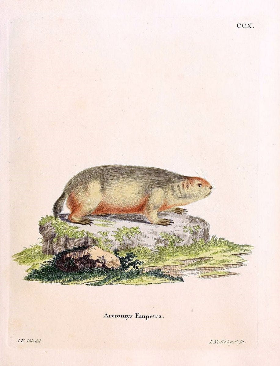 Die SÃ¤ugthiere in Abbildungen nach der Natur /.Erlangen :Expedition des Schreber'schen sÃ¤ugthier- und des Esper'schen Schmetterlingswerkes [etc.,1774]-1846.. |  | Vintage Print Reproduction 473324