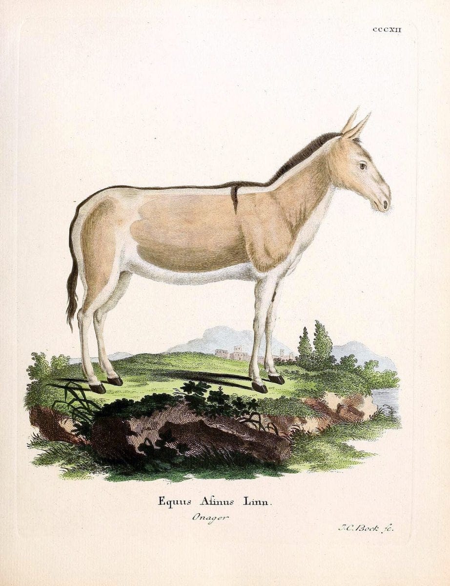 Die SÃ¤ugthiere in Abbildungen nach der Natur /.Erlangen :Expedition des Schreber'schen sÃ¤ugthier- und des Esper'schen Schmetterlingswerkes [etc.,1774]-1846.. |  | Vintage Print Reproduction 473325