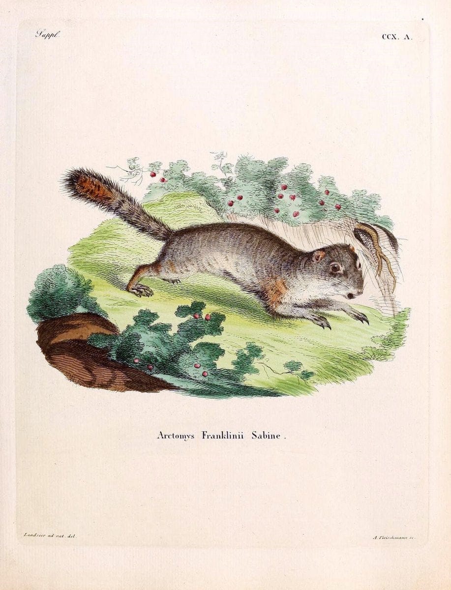 Die SÃ¤ugthiere in Abbildungen nach der Natur /.Erlangen :Expedition des Schreber'schen sÃ¤ugthier- und des Esper'schen Schmetterlingswerkes [etc.,1774]-1846.. |  | Vintage Print Reproduction 473326