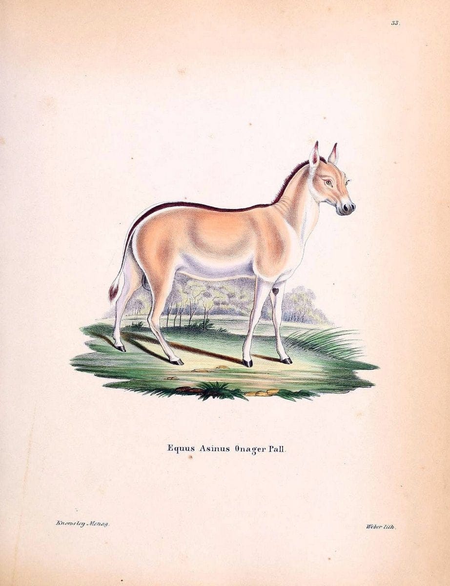 Die SÃ¤ugthiere in Abbildungen nach der Natur /.Erlangen :Expedition des Schreber'schen sÃ¤ugthier- und des Esper'schen Schmetterlingswerkes [etc.,1774]-1846.. |  | Vintage Print Reproduction 473327