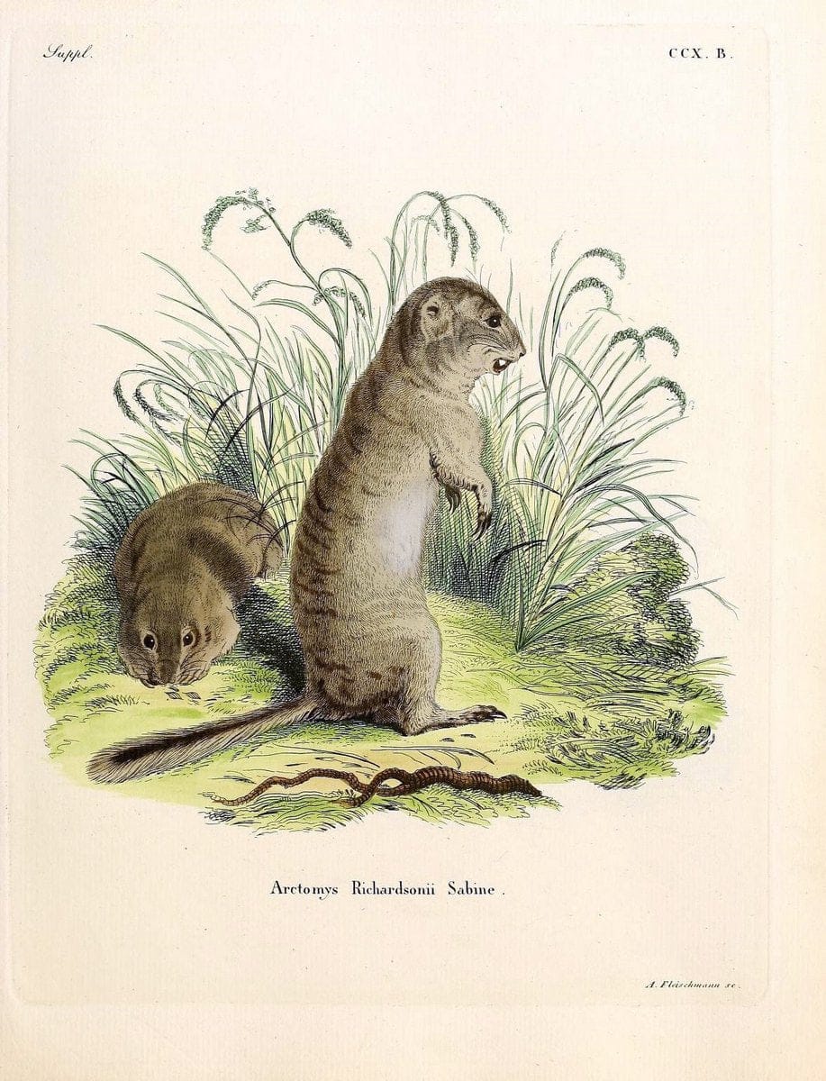 Die SÃ¤ugthiere in Abbildungen nach der Natur /.Erlangen :Expedition des Schreber'schen sÃ¤ugthier- und des Esper'schen Schmetterlingswerkes [etc.,1774]-1846.. |  | Vintage Print Reproduction 473328