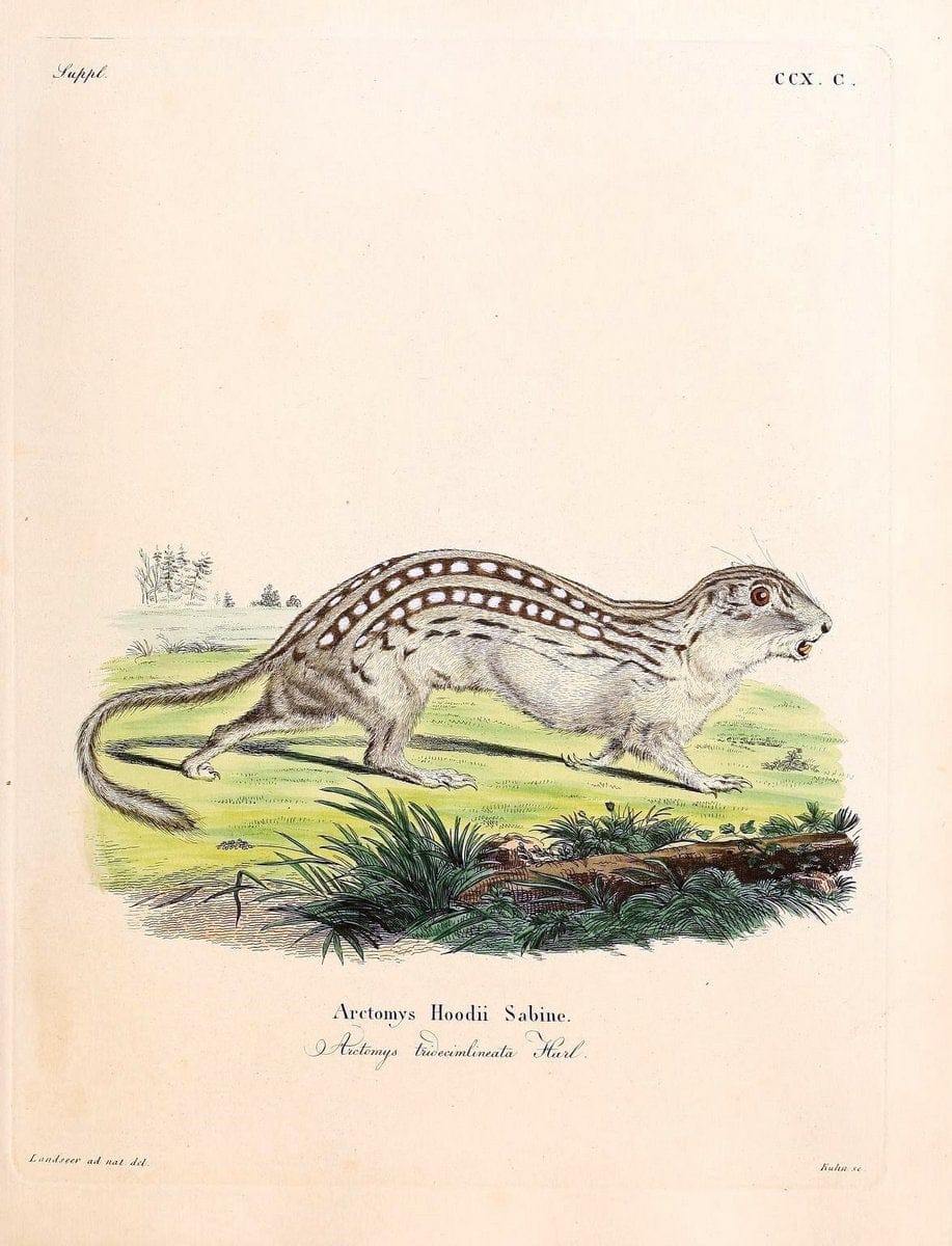 Die SÃ¤ugthiere in Abbildungen nach der Natur /.Erlangen :Expedition des Schreber'schen sÃ¤ugthier- und des Esper'schen Schmetterlingswerkes [etc.,1774]-1846.. |  | Vintage Print Reproduction 473330