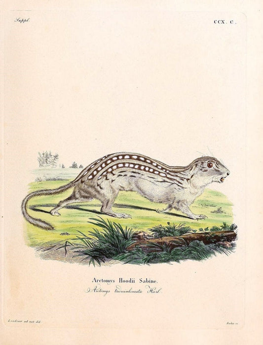 Die SÃ¤ugthiere in Abbildungen nach der Natur /.Erlangen :Expedition des Schreber'schen sÃ¤ugthier- und des Esper'schen Schmetterlingswerkes [etc.,1774]-1846.. |  | Vintage Print Reproduction 473330