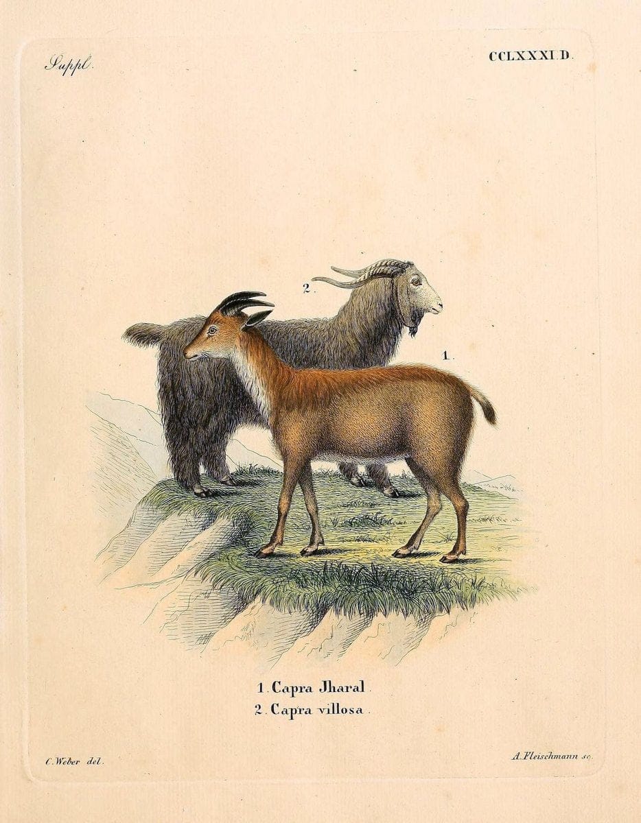Die SÃ¤ugthiere in Abbildungen nach der Natur /.Erlangen :Expedition des Schreber'schen sÃ¤ugthier- und des Esper'schen Schmetterlingswerkes [etc.,1774]-1846.. |  | Vintage Print Reproduction 473331